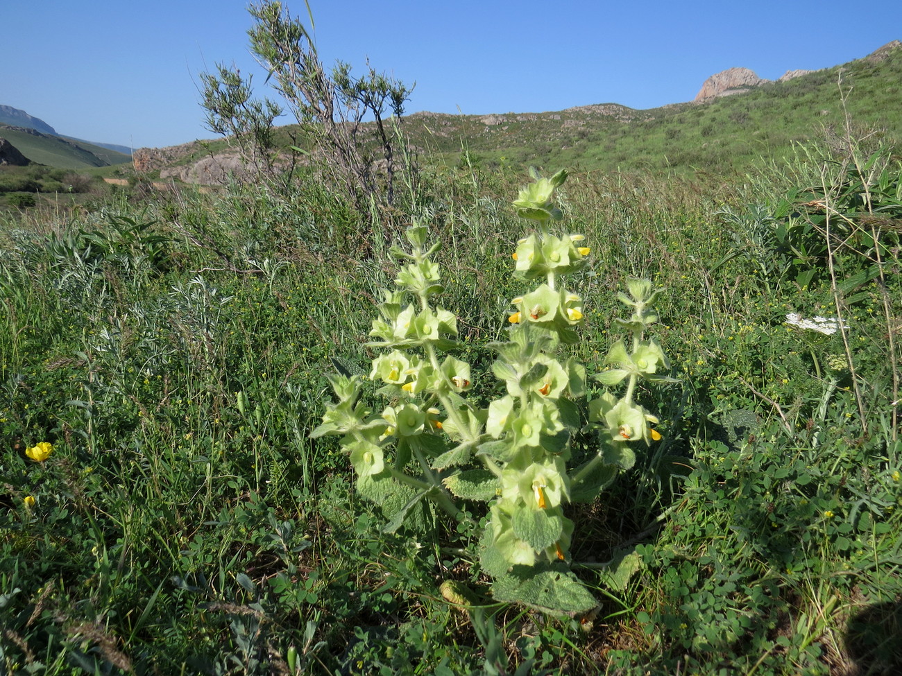 Image of Eremostachys isochila specimen.