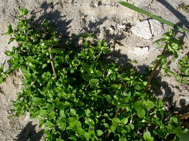 Image of Stellaria media specimen.