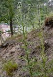 Cirsium vulgare. Расцветающие растения. Московская обл., Богородский гор. округ, окр. СНТ \"Купавна\", опушка сосняка, песчаный склон. 12.07.2025.