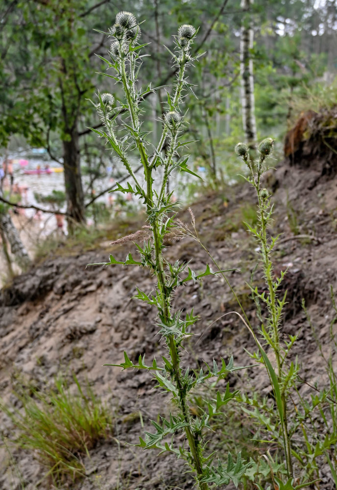 Image of Cirsium vulgare specimen.