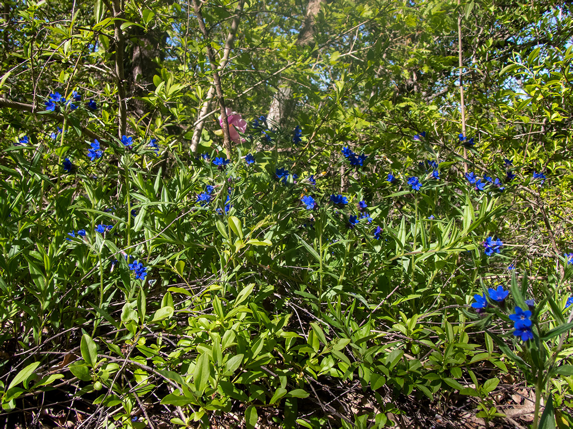 Изображение особи Aegonychon purpurocaeruleum.