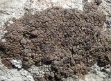 Acarospora irregularis. Таллом с апотециями на граните. Казахстан, Туркестанская обл., Толебийский р-н, Зап. Тянь-Шань, Сайрам-Угамский нац. парк; выс. 1766 м н.у.м., дол. р. Кыржалсай, левое русло, правый берег, высокая пойма, скопление валунов и крупных глыб. 26.04.2026.