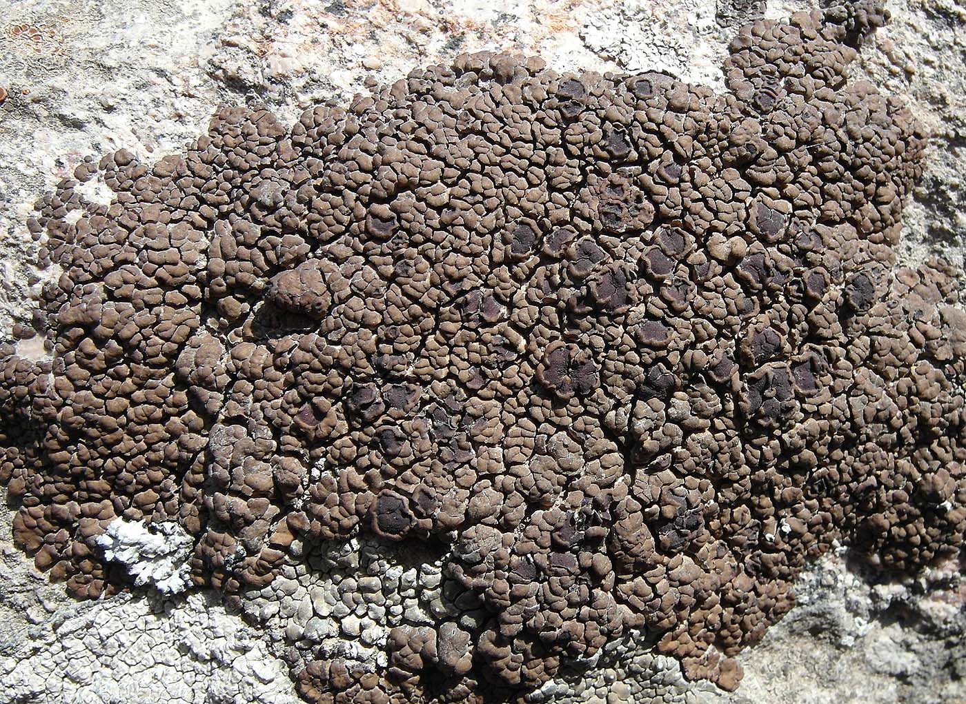 Image of Acarospora irregularis specimen.