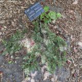 Cedrus deodara. Вегетирующее растение. Волгоград, Волгоградский региональный ботанический сад. 23.05.2026.