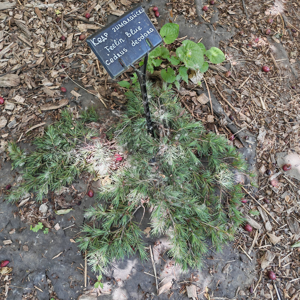 Изображение особи Cedrus deodara.