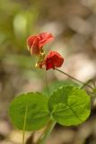 genus Lathyrus. Цветки, бутон, и лист. Дагестан, Дербентский р-н, природный парк \"Джалган\", гора Ачигсырт, выс. ок. 400 м н.у.м., дубово-грабовый лес. 30.04.2026.