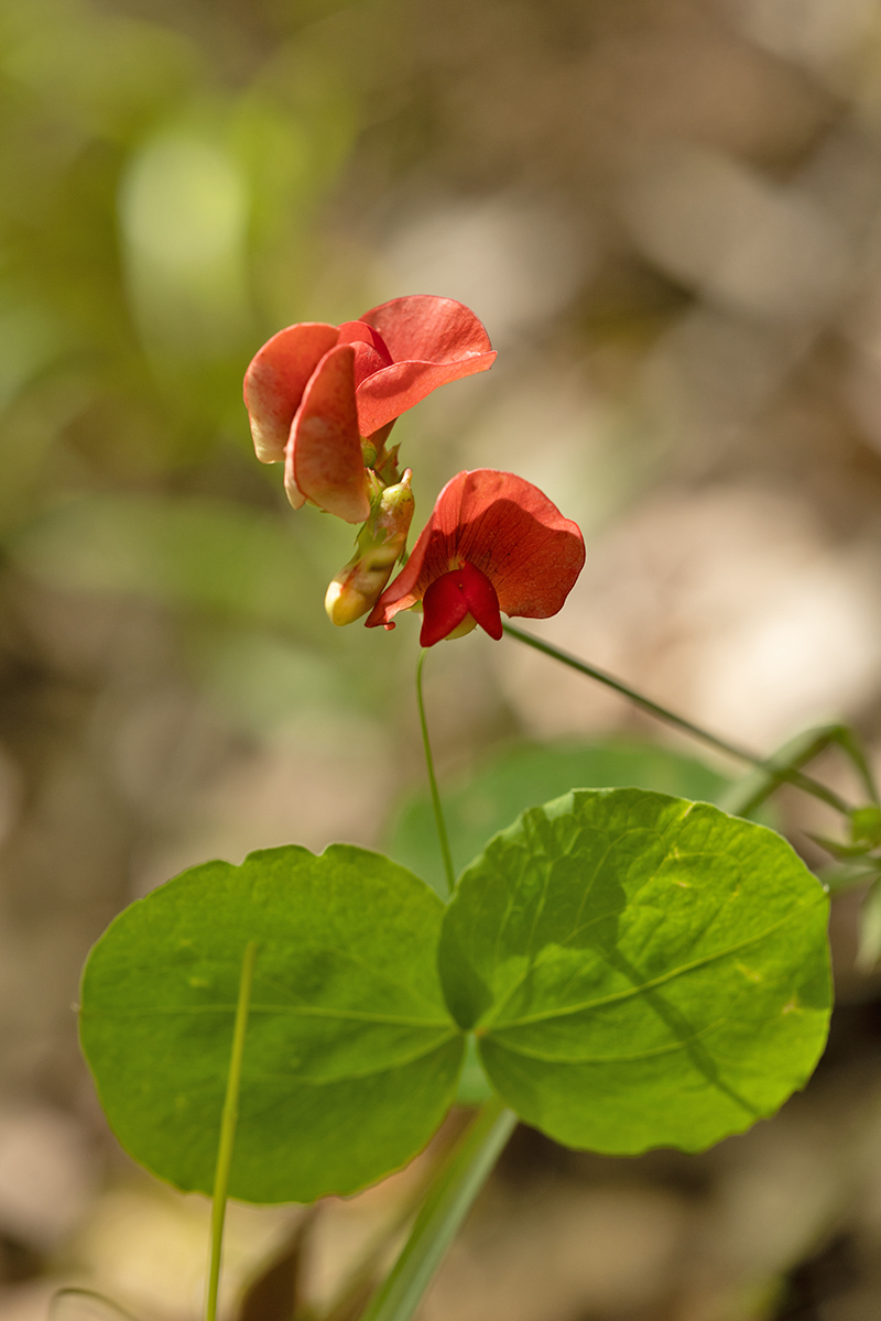 Image of genus Lathyrus specimen.