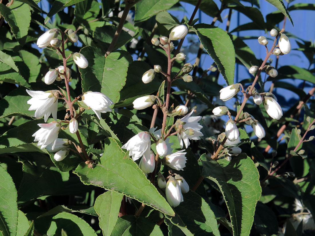Image of Deutzia × magnifica specimen.