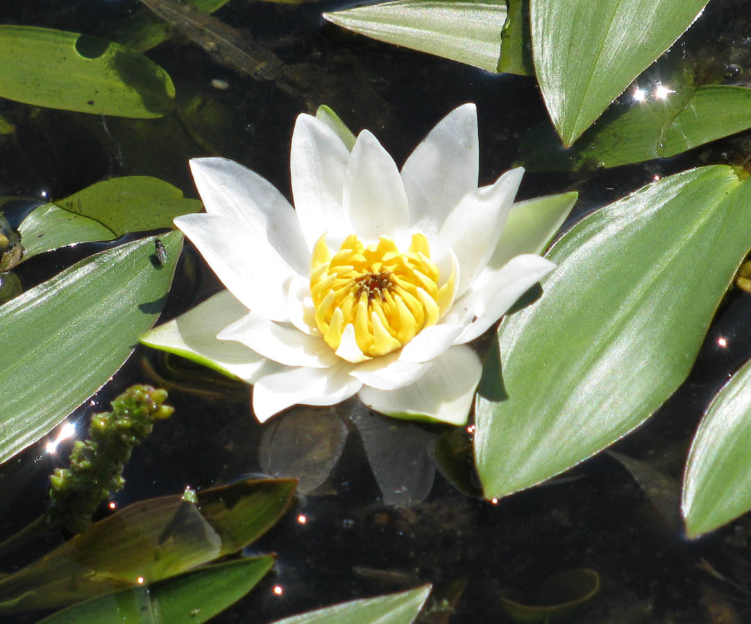 Image of Nymphaea tetragona specimen.