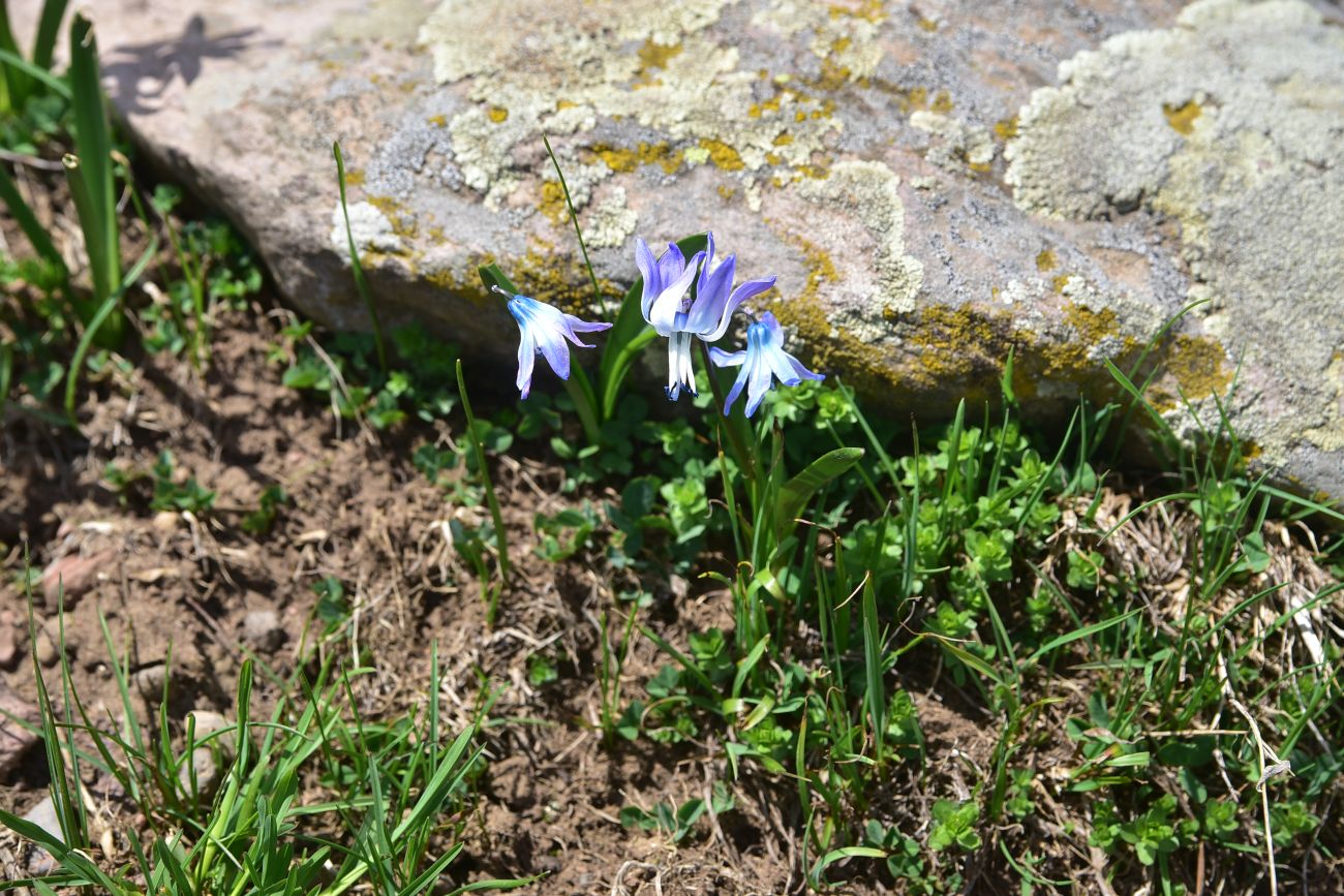 Изображение особи Scilla rosenii.