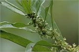 Dysphania ambrosioides. Соцветия. Московская обл., Раменский р-н, окр. дер. Хрипань, садовый участок. 10.07.2026.