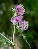 Galactites tomentosus
