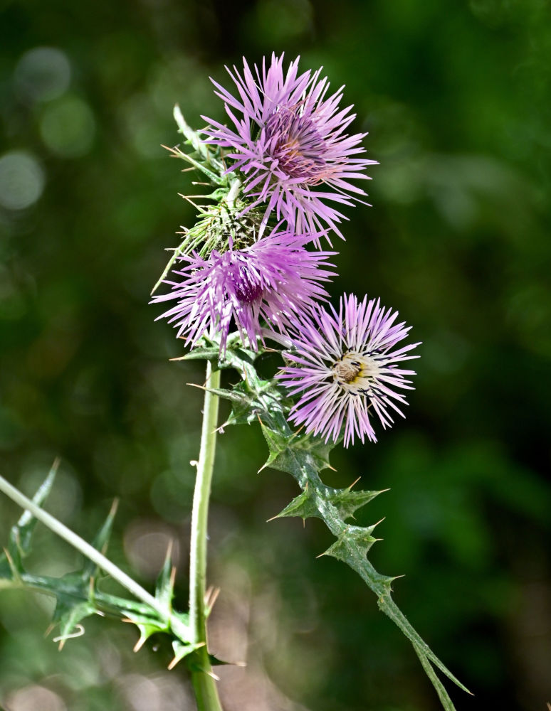 Image of Galactites tomentosus specimen.