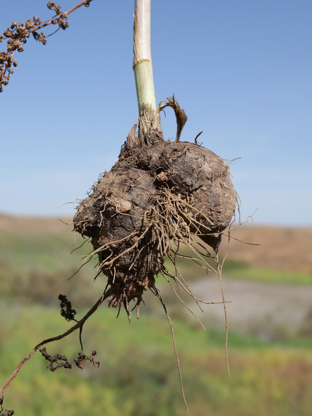 Изображение особи Elaeosticta lutea.