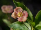 Euonymus verrucosus. Цветок. Крым, окр. пос. Новый Свет, северный склон горы Сокол (Куш-Кая), дубово-грабовый лес. 05.05.2025.