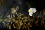 View full-size image Egeria densa