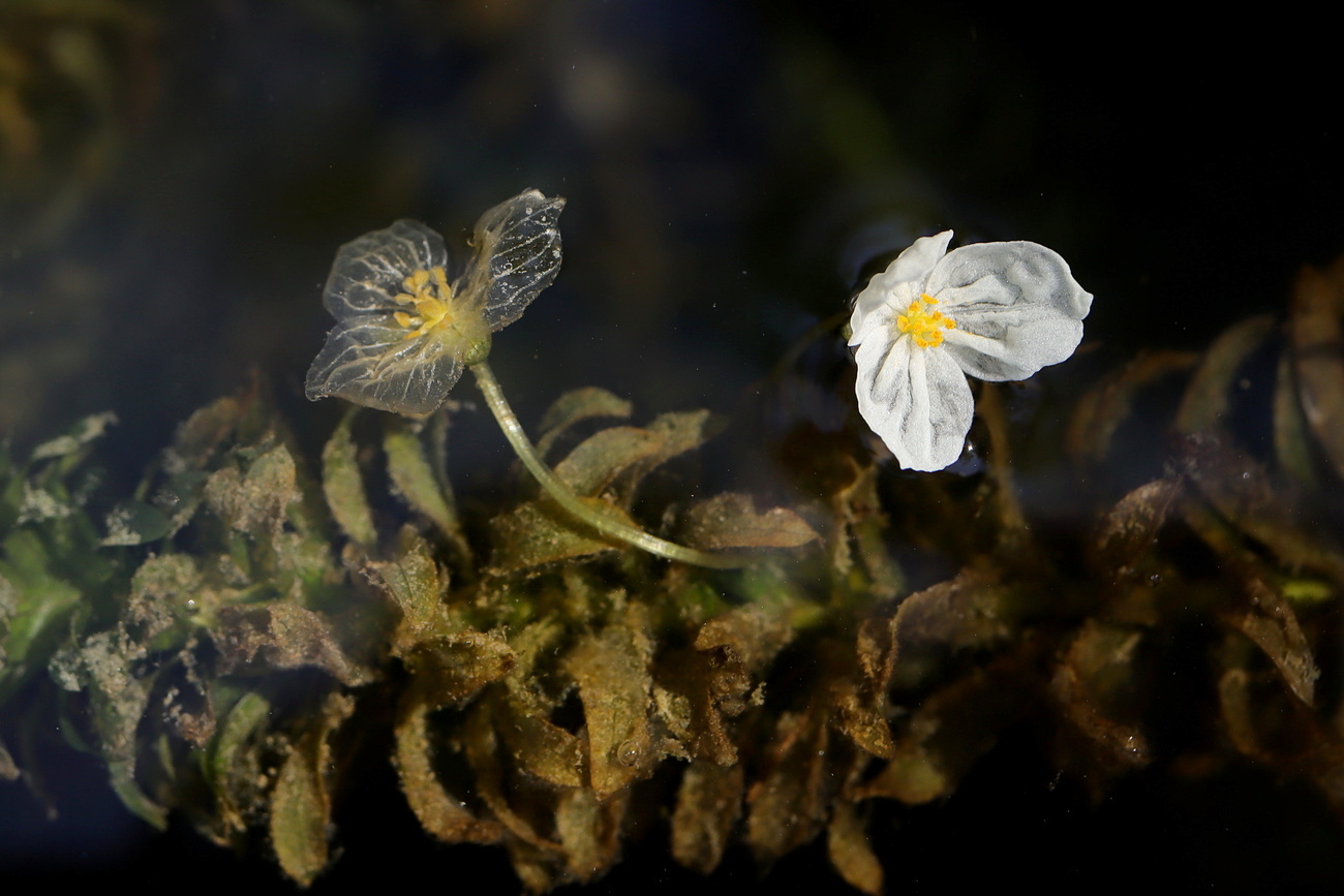 Image of Egeria densa specimen.