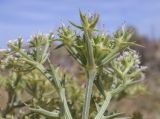 Echinophora spinosa. Часть отцветающего соцветия. Испания, Каталония, пров. Жирона, комарка Баш Эмпорда, муниципалитет Тороэлья-де-Монгри, пляж Фонольера (la Fonollera), переходная зона между маршевым лугом и формирующейся дюной. 11.09.2026.