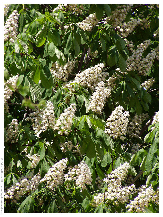 Изображение особи Aesculus hippocastanum.