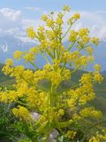 Ferula foetidissima. Верхушка цветущего растения. Таджикистан, Горно-Бадахшанская автономная обл., Дарвазский р-н, Дарвазский хр., перев. Хабуработ, выс. ≈ 3200 м н.у.м., задернованный глинистый склон. 19 июня 2026 г.