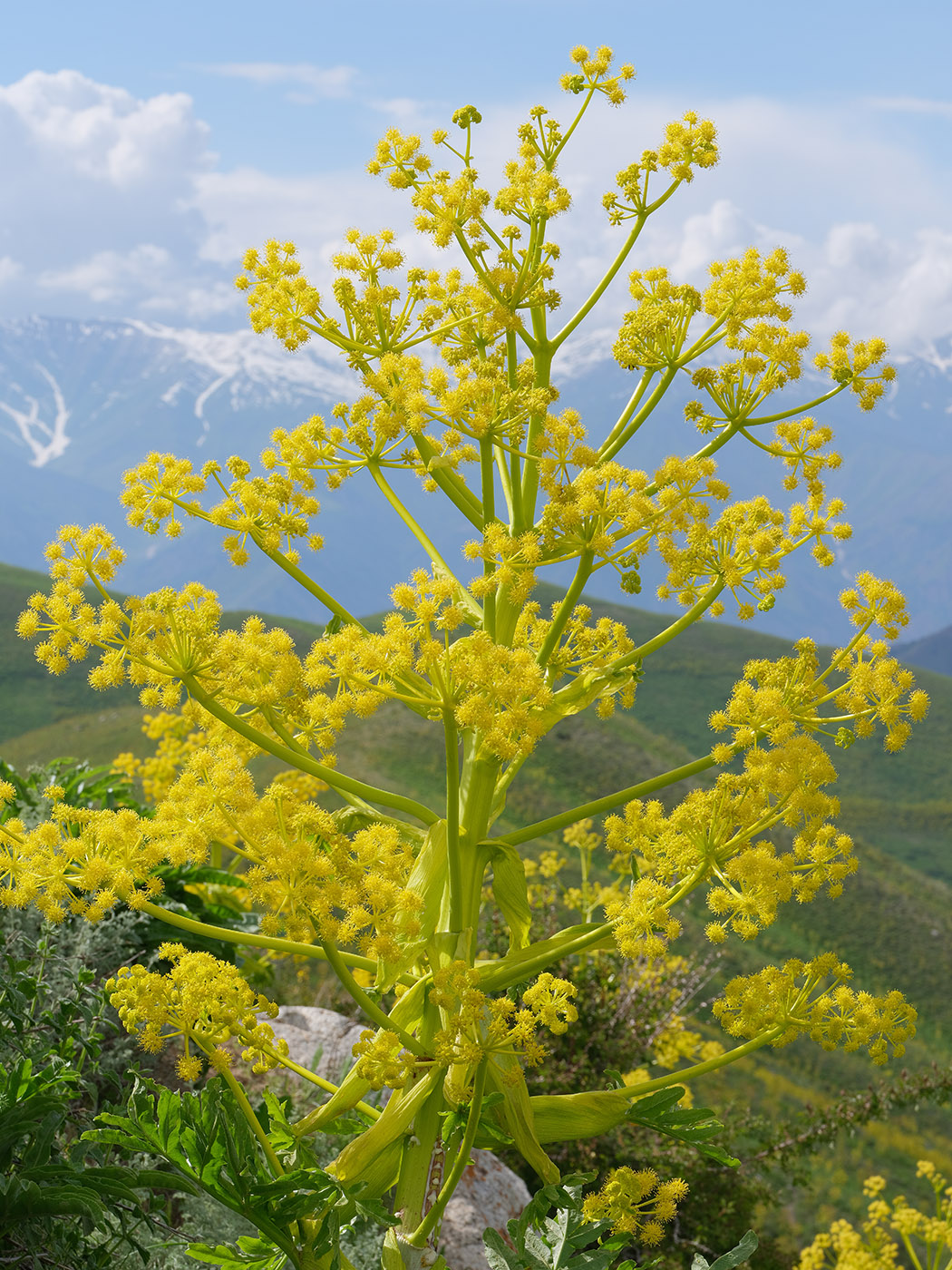 Image of Ferula foetidissima specimen.