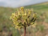 Silene graniticola