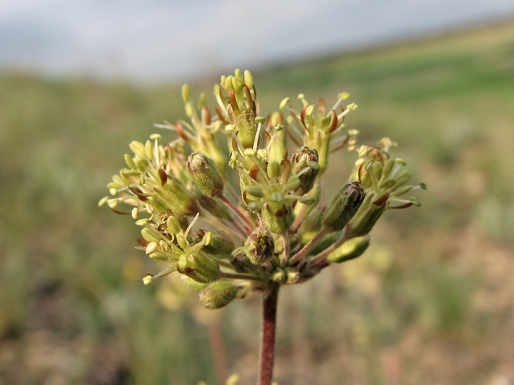 Image of Silene graniticola specimen.