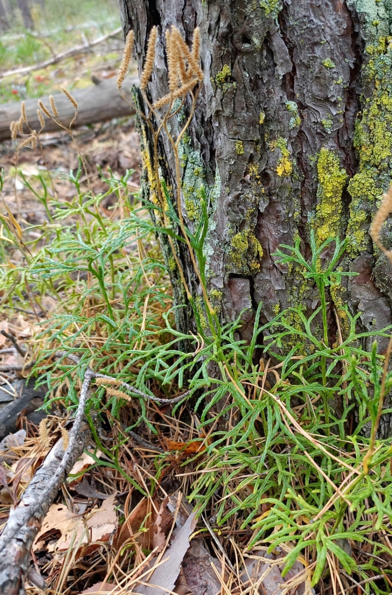 Изображение особи Diphasiastrum complanatum.