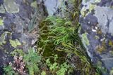 Asplenium septentrionale. Вегетирующие растения. Турция, ил Артвин, р-н Юсуфели, выше дер. Гюльпынар, выс. 1745 м н.у.м., трещина в скале. 13 июня 2026 г.
