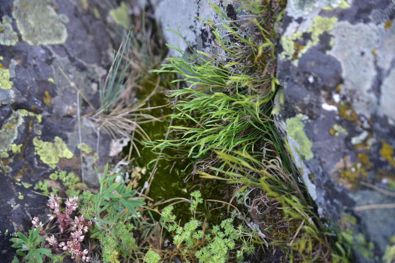 Image of Asplenium septentrionale specimen.