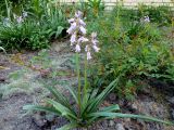 Hyacinthoides hispanica