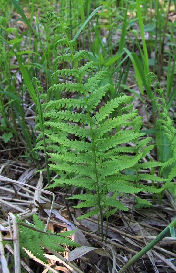 Изображение особи Thelypteris palustris.