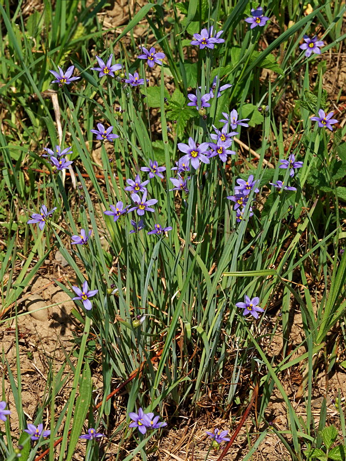 Image of Sisyrinchium septentrionale specimen.