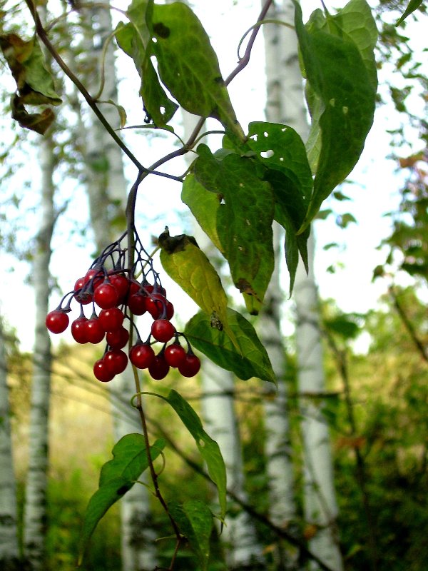 Изображение особи Solanum kitagawae.