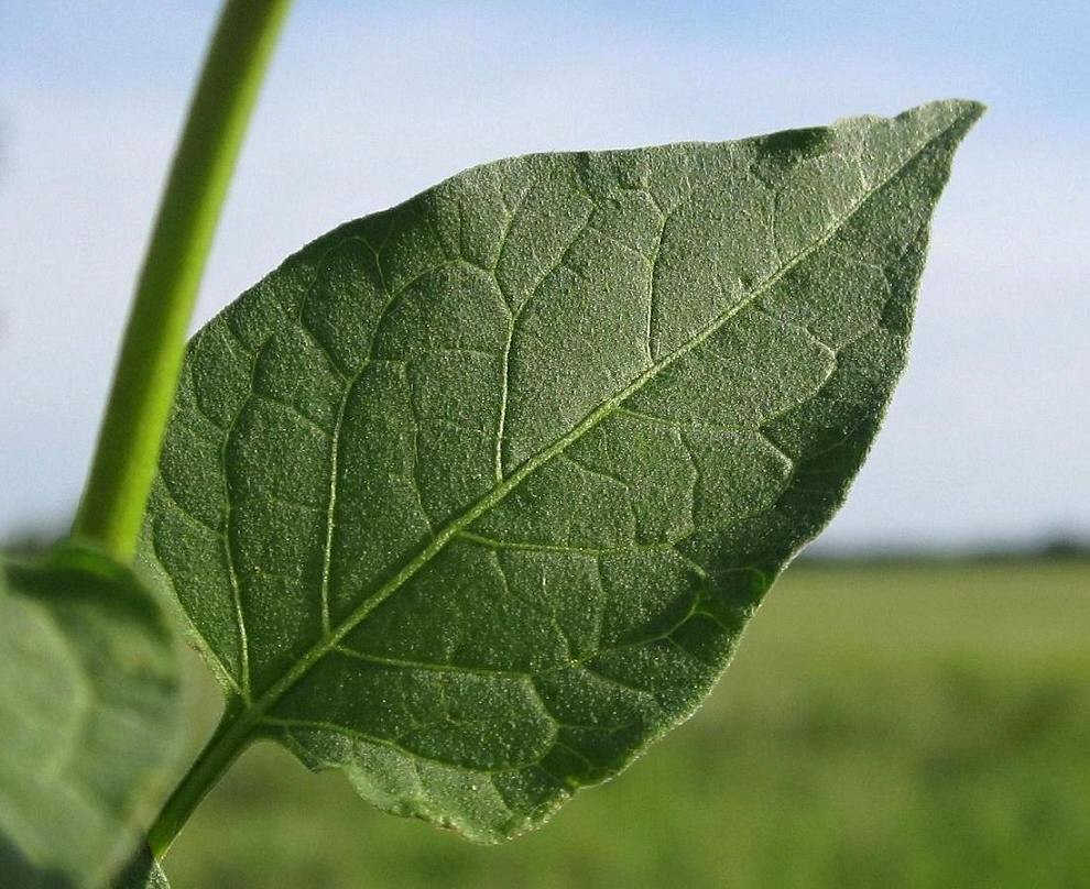 Image of Solanum kitagawae specimen.
