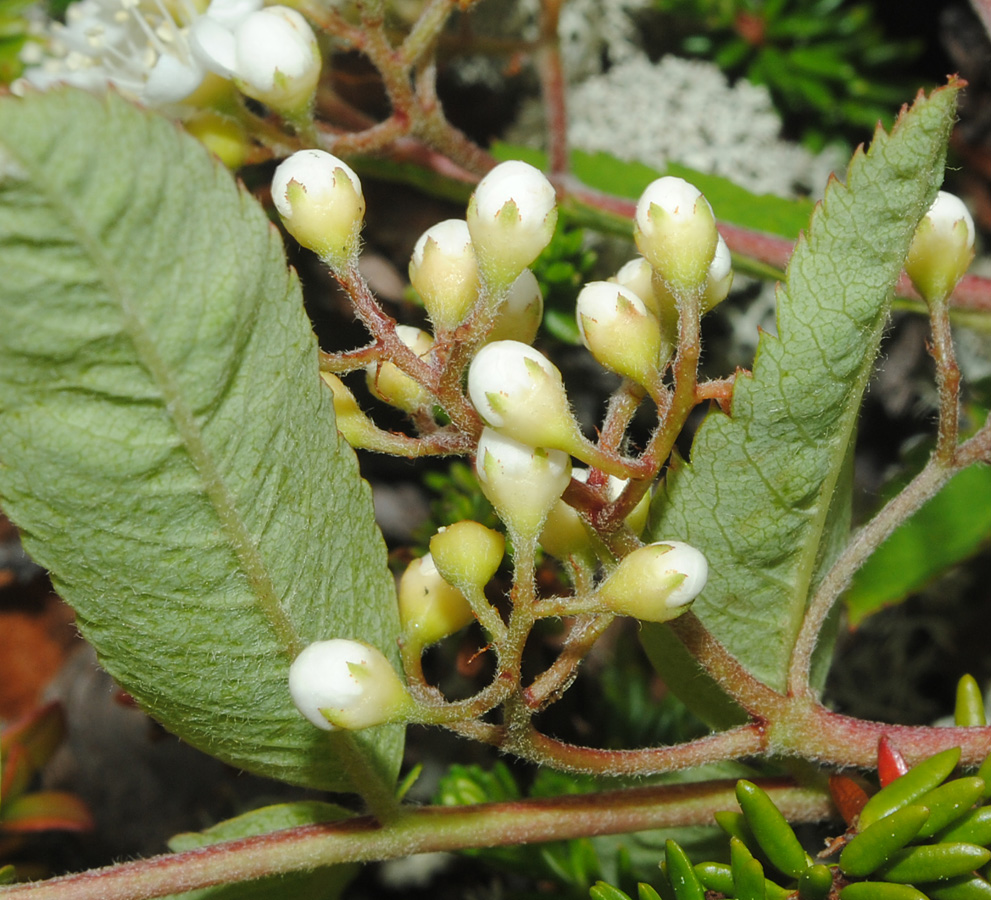 Изображение особи Sorbus aucuparia ssp. glabrata.