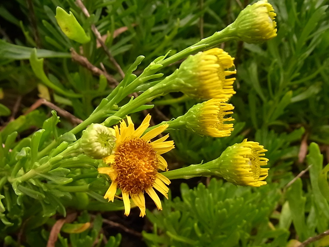 Изображение особи Limbarda crithmoides.