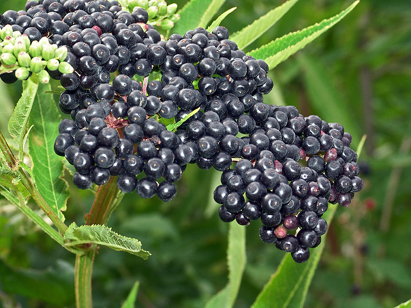 Изображение особи Sambucus ebulus.