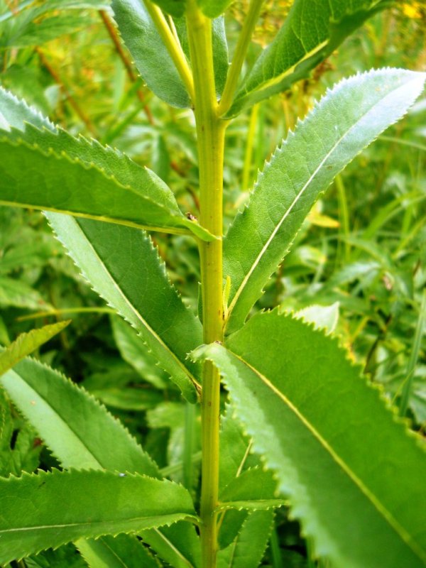 Image of Senecio sarracenicus specimen.