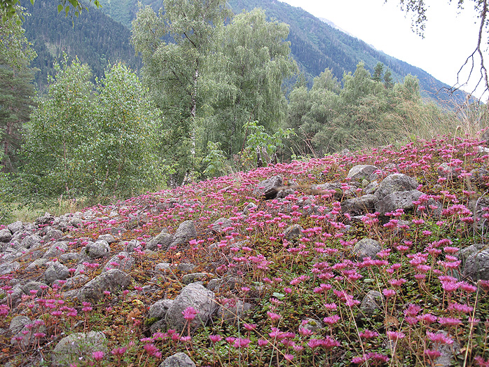 Image of Sedum spurium specimen.