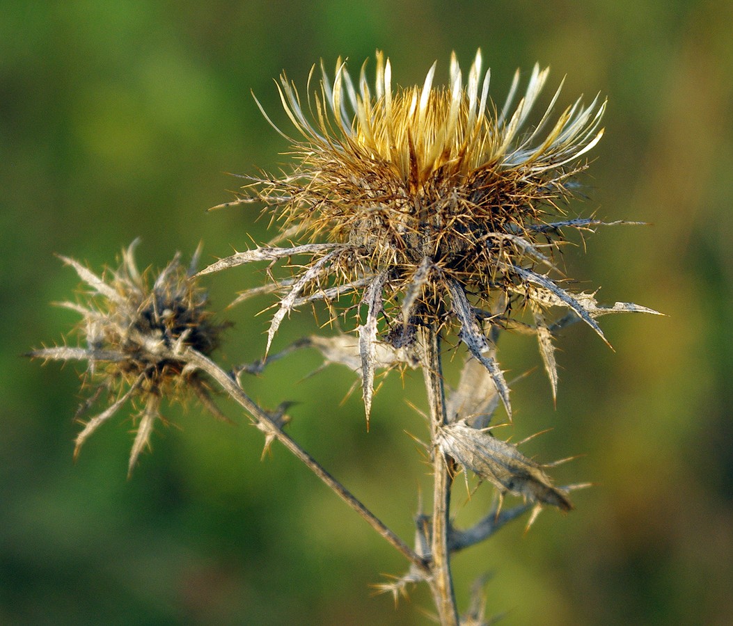 Изображение особи Carlina intermedia.