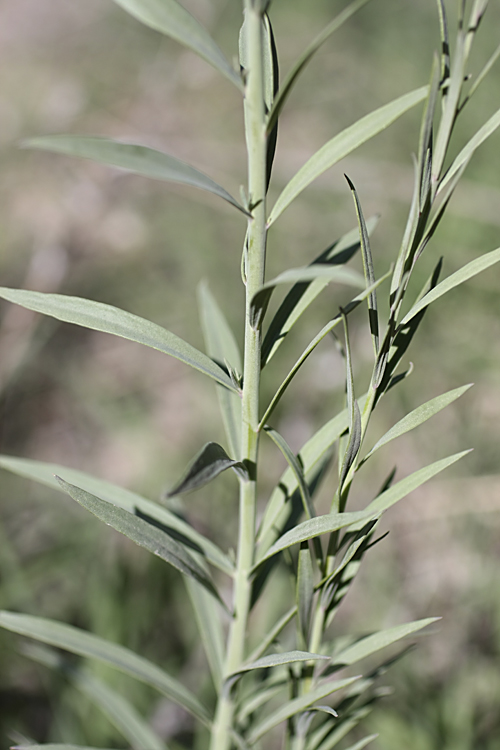 Изображение особи Linaria popovii.