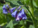 Symphytum asperum. Соцветие. Москва, Кузьминский лесопарк, Верхние пруды. 16.06.2003.