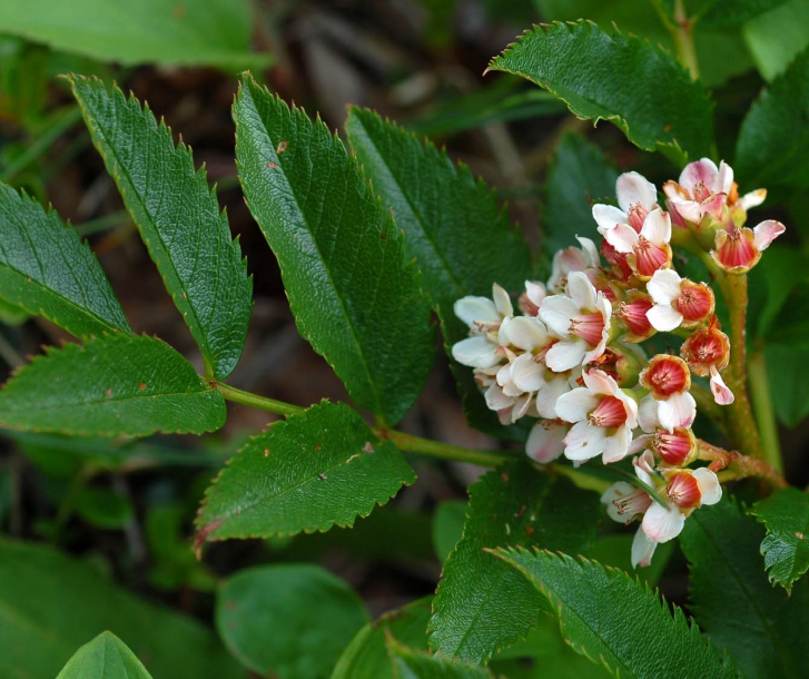 Изображение особи Sorbus sambucifolia.