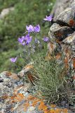 Campanula alberti. Цветущее растение на уступе скалы. Южный Казахстан, Таласский Алатау, ущелье Коксай. 20.07.2010.