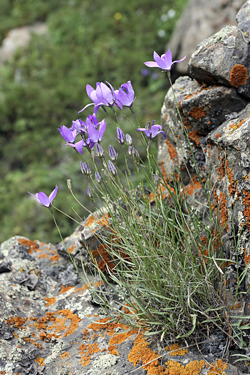 Изображение особи Campanula alberti.