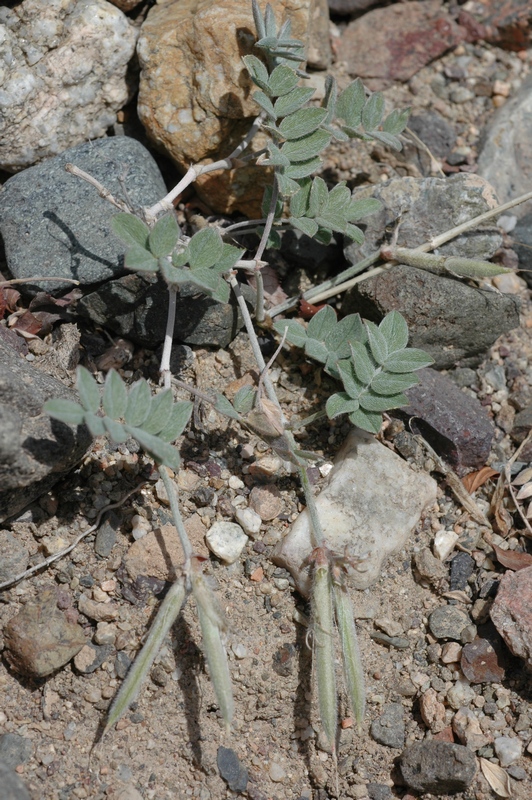 Image of Astragalus infractus specimen.