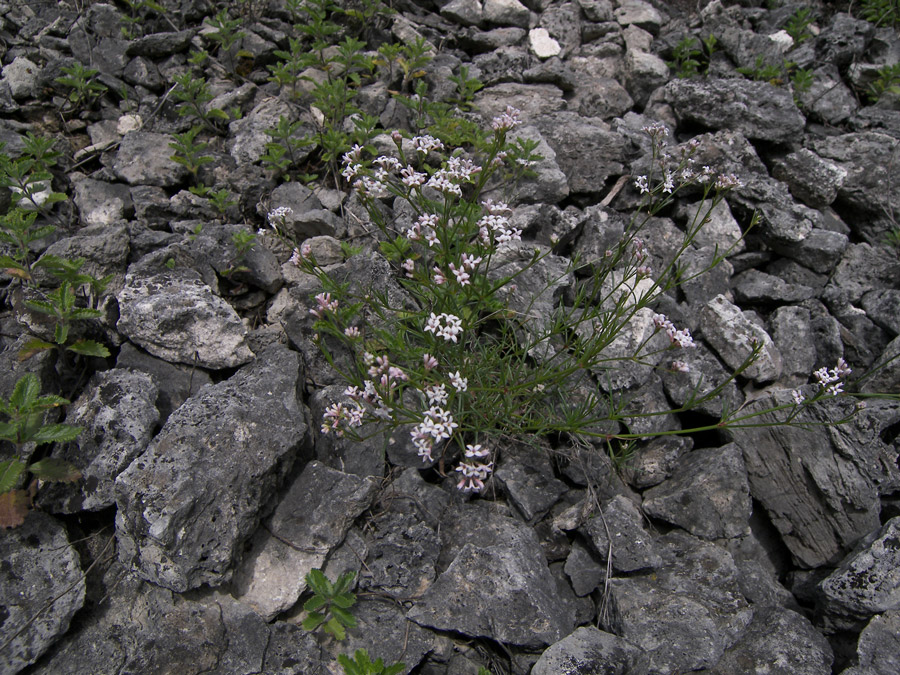 Изображение особи Asperula biebersteinii.