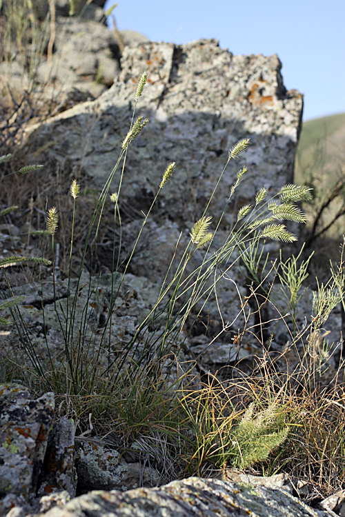 Image of Agropyron cristatum specimen.