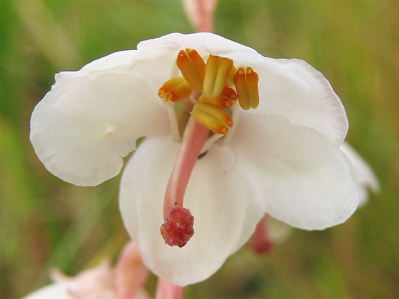 Image of Pyrola rotundifolia ssp. maritima specimen.